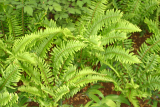 Polystichum munitum RCP5-06 146.jpg